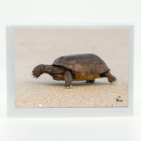 Gopher Tortoise 2 Gifts