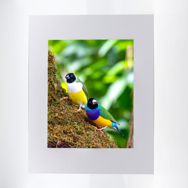 Gouldian Finch Gifts