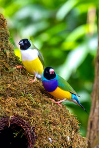 Gouldian Finch Birds