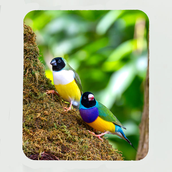 Gouldian Finch Gifts