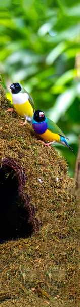 Gouldian Finch Gifts