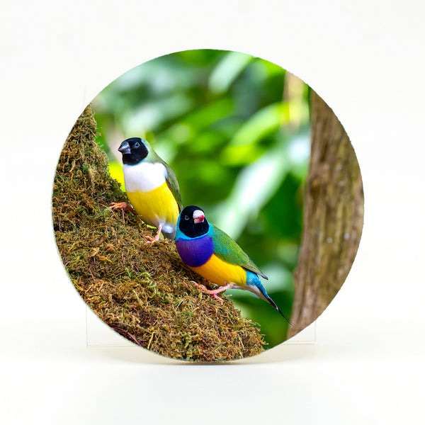 Gouldian Finch Gifts