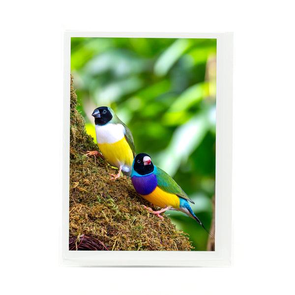 Gouldian Finch Gifts