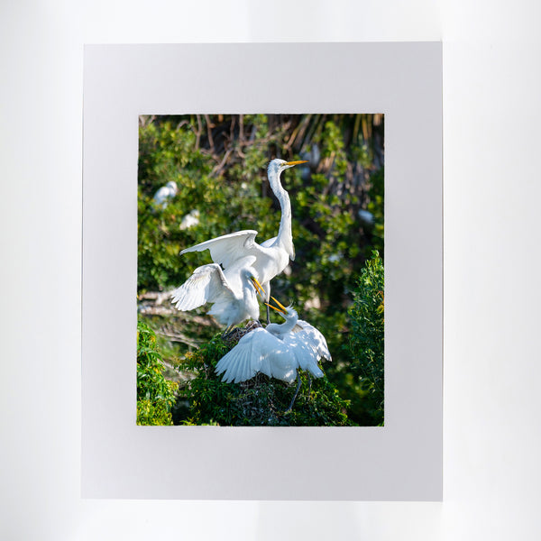 Great Egrets Gifts