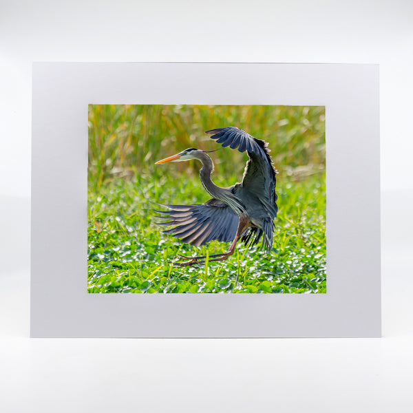 Great Blue Heron 3 Gifts