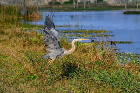 Great Blue Heron 5