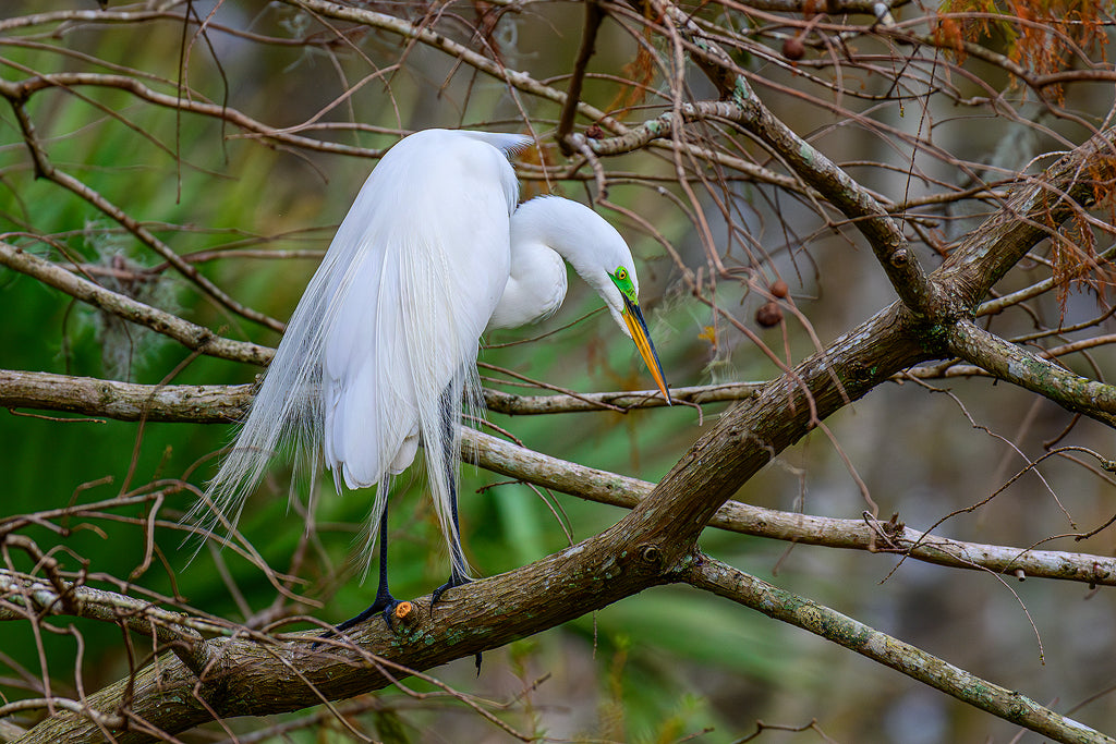 Great Egret 8