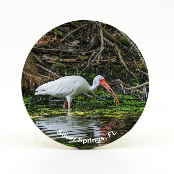 American White Ibis 9 Gifts