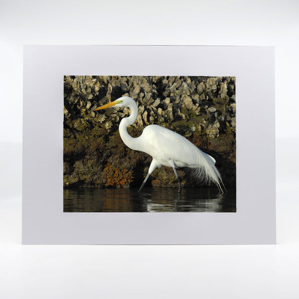 Great Egret Gifts