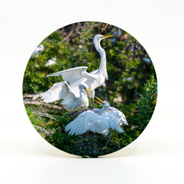 Great Egrets Gifts