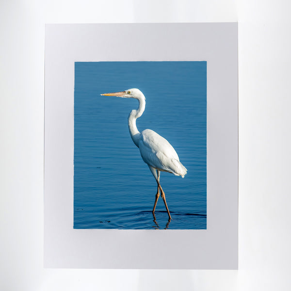 Great White Heron Gifts