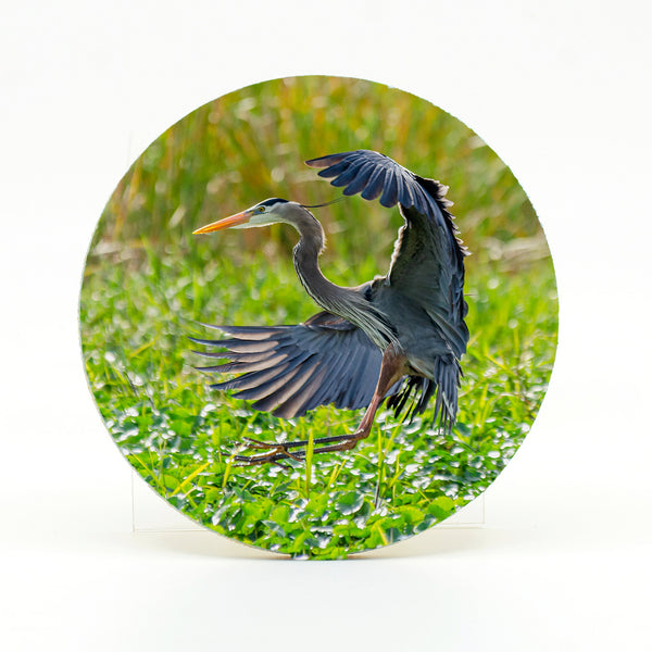 Great Blue Heron 3 Gifts