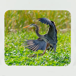 Great Blue Heron 3 Gifts