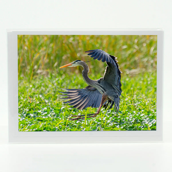 Great Blue Heron 3 Gifts