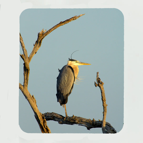 Great Blue Heron Gifts