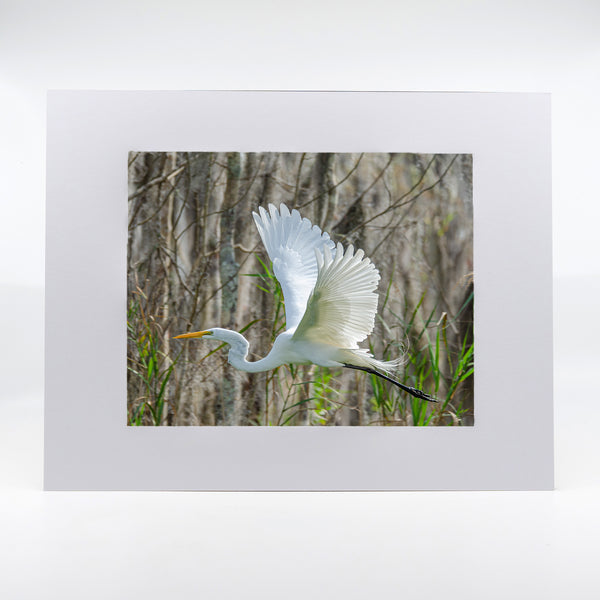 Great Egret 4 Gifts