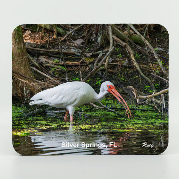 American White Ibis 9 Gifts