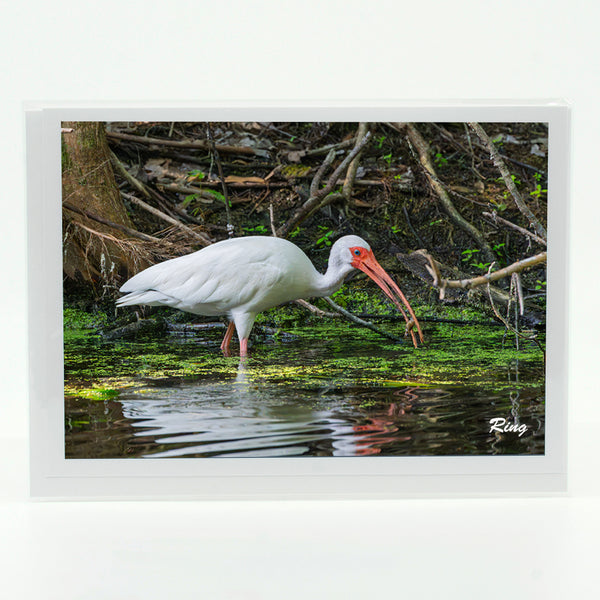 American White Ibis 9 Gifts
