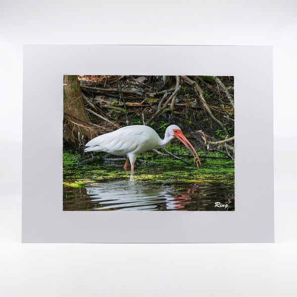 American White Ibis 9 Gifts