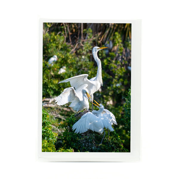 Great Egrets Gifts