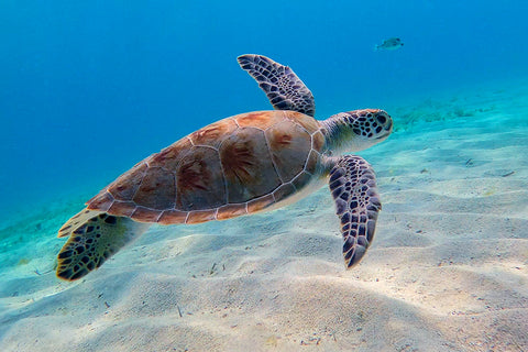 Green Sea Turtle 2
