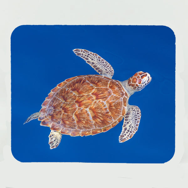 Green Sea Turtle Gifts