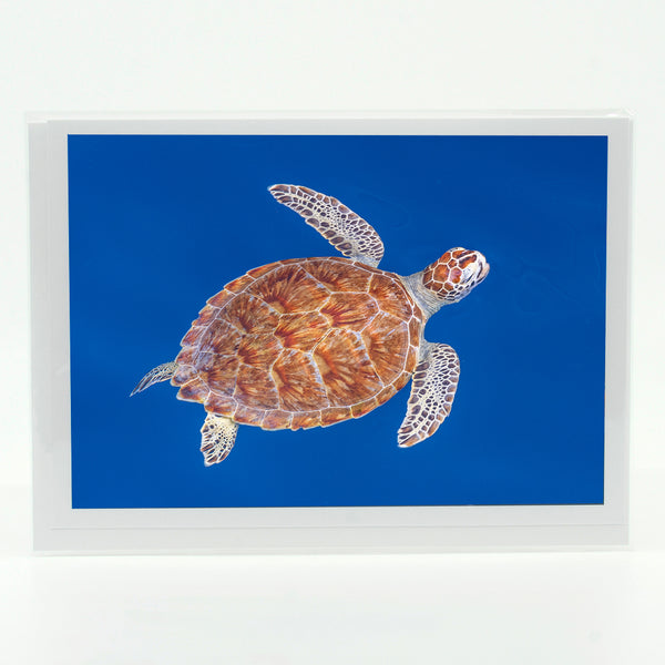 Green Sea Turtle Gifts