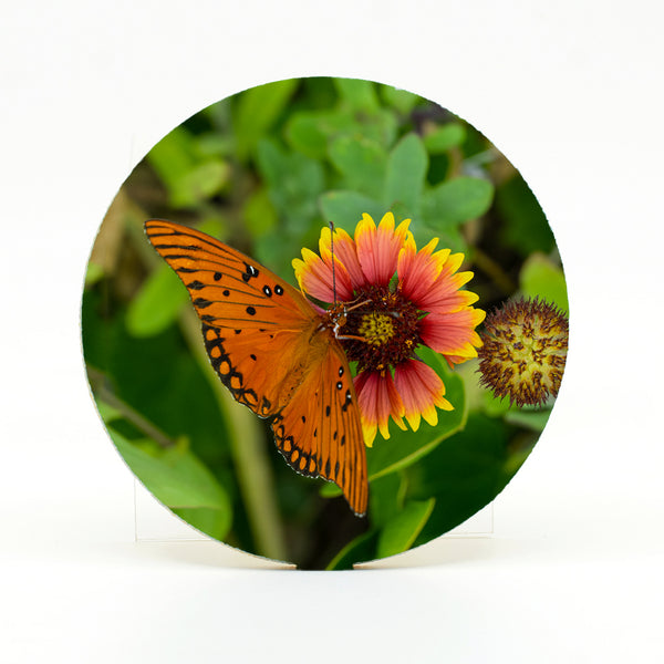 Gulf Fritillary 2 Gifts