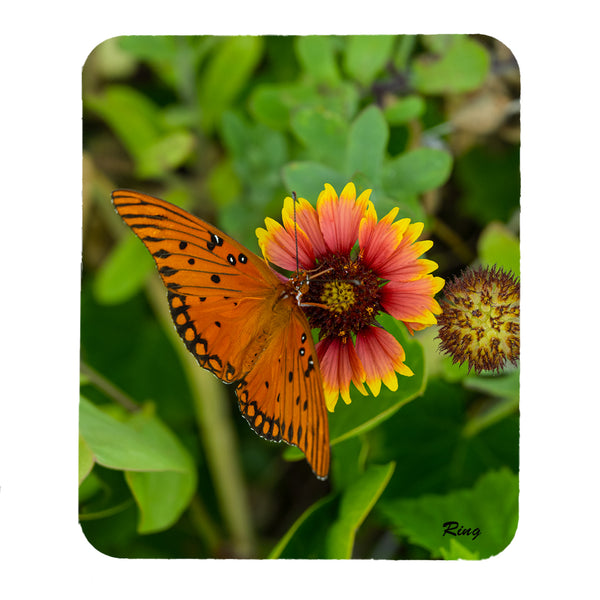 Gulf Fritillary 2 Gifts