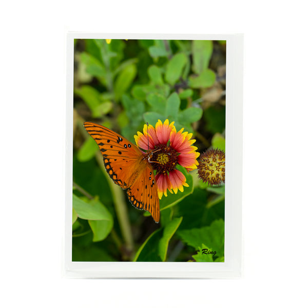 Gulf Fritillary 2 Gifts