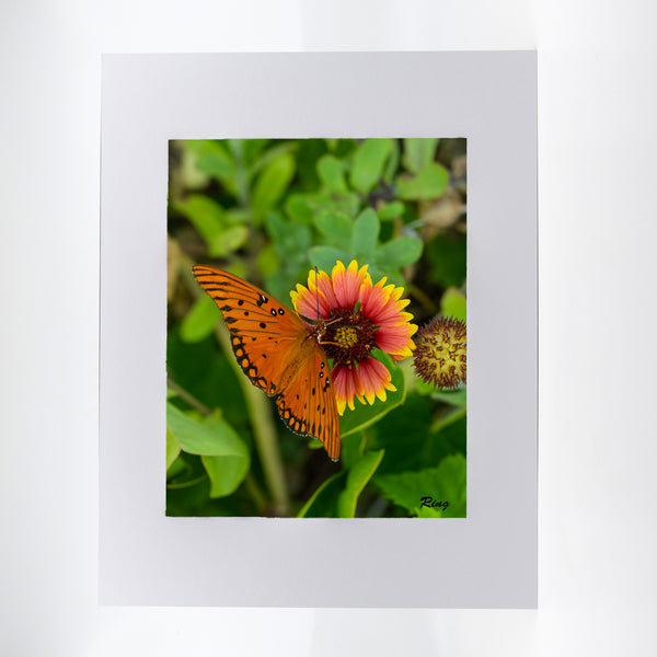 Gulf Fritillary 2 Gifts