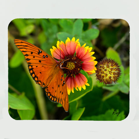 Gulf Fritillary Butterfly 2 Gifts