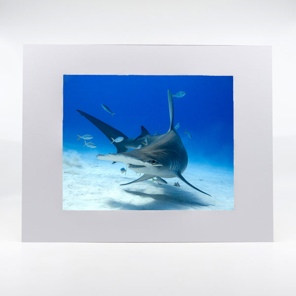 Hammerhead Shark Gifts