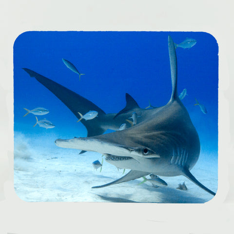 Hammerhead Shark Gifts