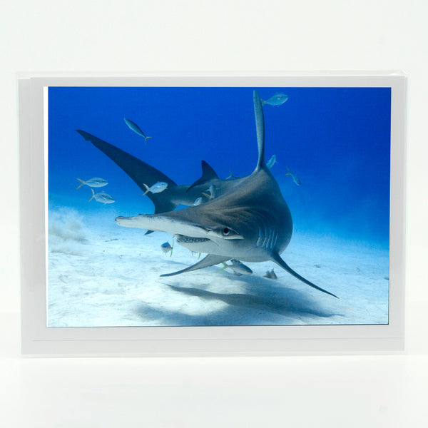 Hammerhead Shark Gifts