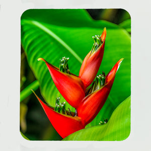 Heliconia Iris Red Gifts