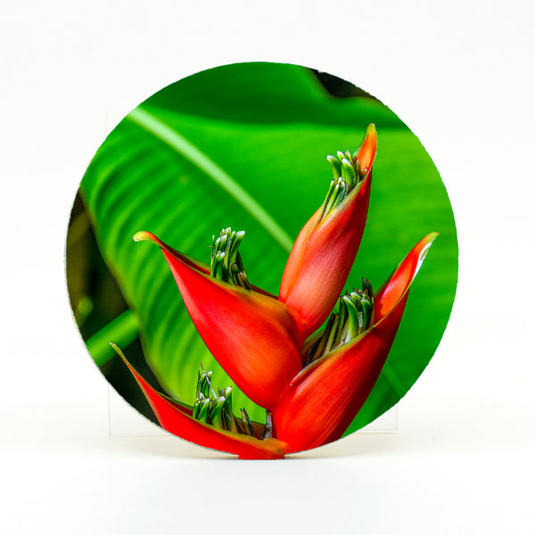 Heliconia Iris Red Gifts