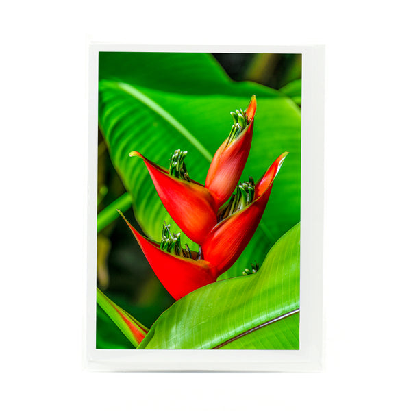 Heliconia Iris Red Gifts