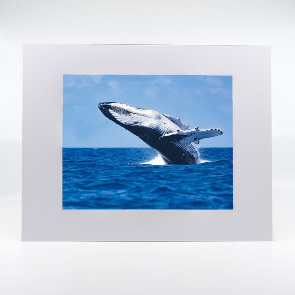 Humpback Whale Gifts