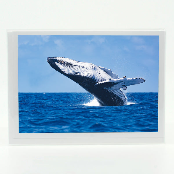 Humpback Whale Gifts