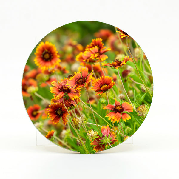 Indian Blanket Flowers Gifts
