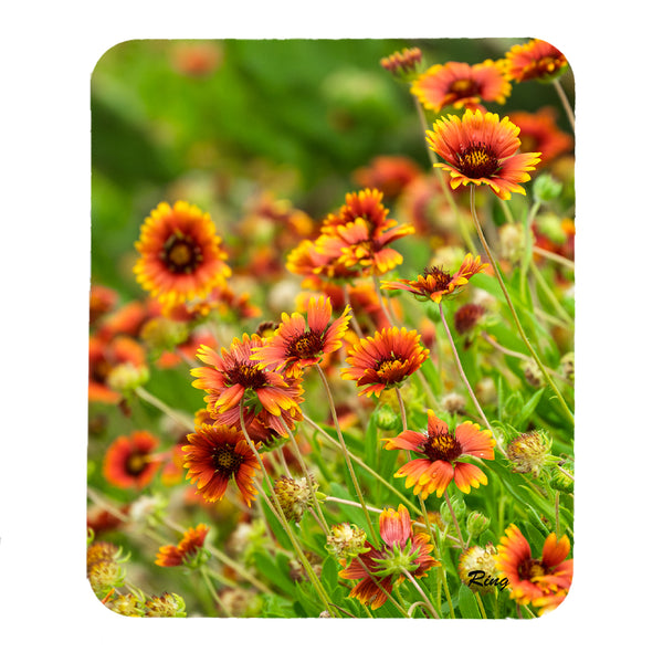 Indian Blanket Flowers Gifts