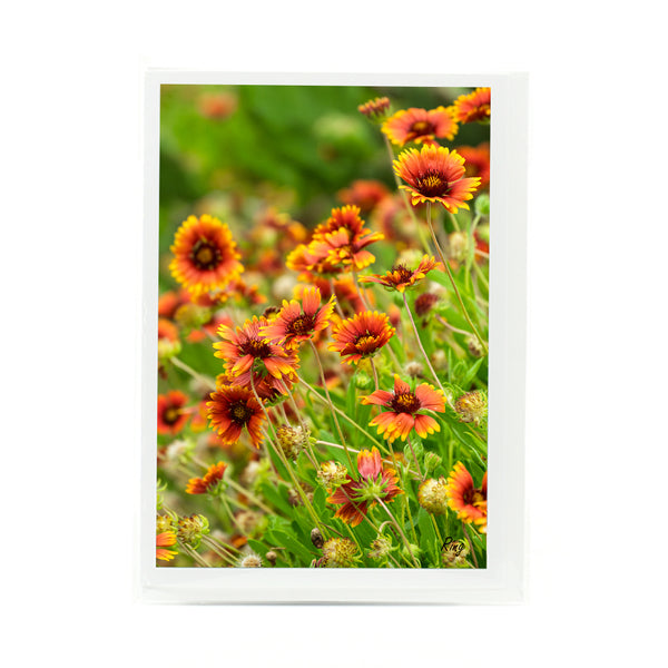 Indian Blanket Flowers Gifts