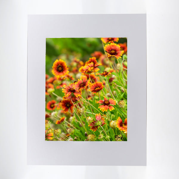 Indian Blanket Flowers Gifts