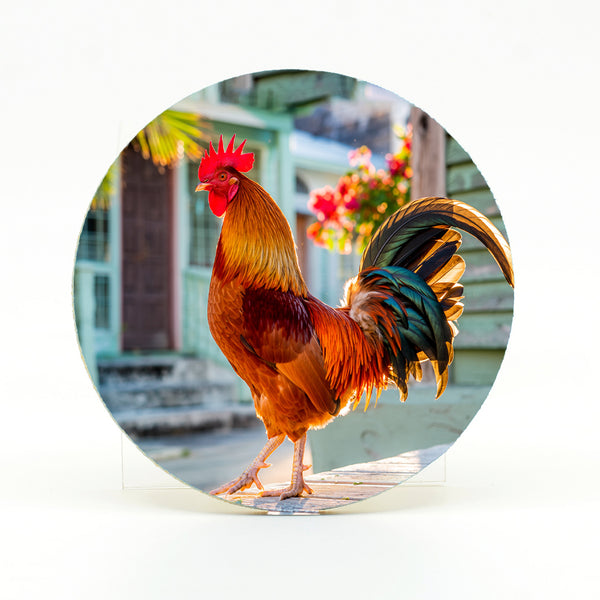 Key West Rooster 1 Gifts