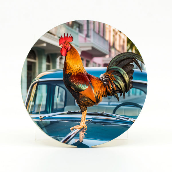 Key West Rooster on Car Gifts