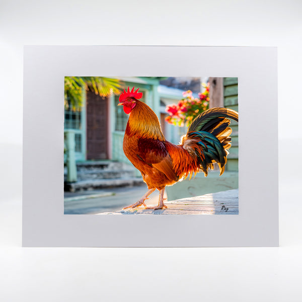 Key West Rooster 1 Gifts