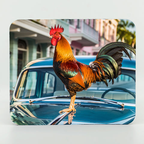 Key West Rooster on Car Gifts