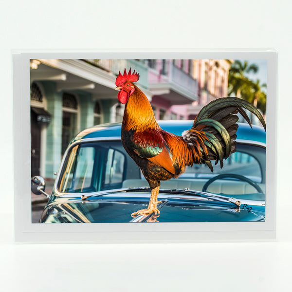 Key West Rooster on Car Gifts