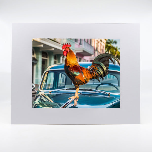 Key West Rooster on Car Gifts